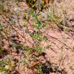 Hypericum perforatum at Torrens, ACT - 16 Feb 2019 10:01 AM