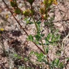 Hypericum perforatum at Torrens, ACT - 16 Feb 2019