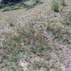 Hypericum perforatum at Torrens, ACT - 16 Feb 2019 10:01 AM