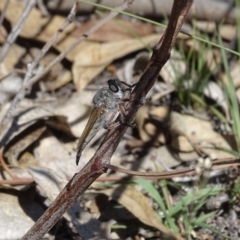 Promachus sp. (genus) (A robber fly) at Symonston, ACT - 15 Feb 2019 by Mike