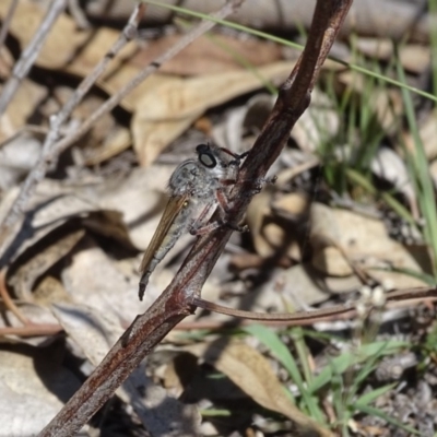 Promachus sp. (genus) (A robber fly) at Mount Mugga Mugga - 15 Feb 2019 by Mike
