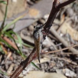 Promachus sp. (genus) at Symonston, ACT - 15 Feb 2019