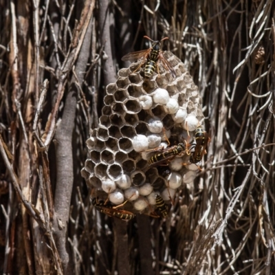 Polistes (Polistes) chinensis (Asian paper wasp) at Jerrabomberra Wetlands - 14 Feb 2019 by Roger