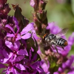 Megachile (Eutricharaea) maculariformis (Gold-tipped leafcutter bee) at ANBG - 14 Feb 2019 by DPRees125