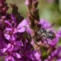 Megachile (Eutricharaea) maculariformis at Acton, ACT - 14 Feb 2019