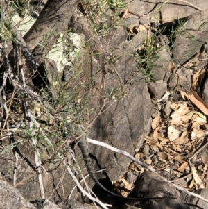 Intellagama lesueurii howittii at Stromlo, ACT - 14 Feb 2019