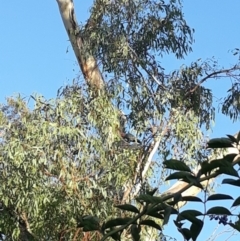 Callocephalon fimbriatum (Gang-gang Cockatoo) at Campbell, ACT - 15 Feb 2019 by alexandria1994