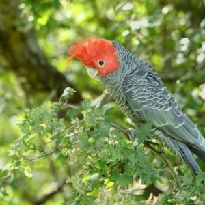 Callocephalon fimbriatum at Pambula, NSW - 15 Feb 2019