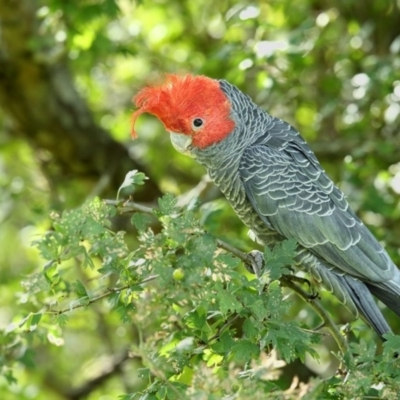 Callocephalon fimbriatum (Gang-gang Cockatoo) at Panboola - 14 Feb 2019 by Leo