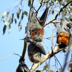 Pteropus poliocephalus (Grey-headed Flying-fox) at Pambula, NSW - 15 Feb 2019 by Leo