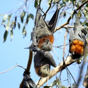 Pteropus poliocephalus at Pambula, NSW - 15 Feb 2019 09:13 AM