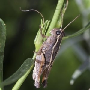 Phaulacridium vittatum at Higgins, ACT - 15 Feb 2019 08:23 AM