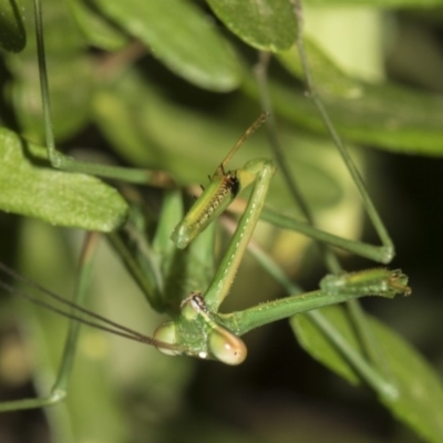 Pseudomantis albofimbriata (False garden mantis) at Higgins, ACT - 15 Feb 2019 by AlisonMilton