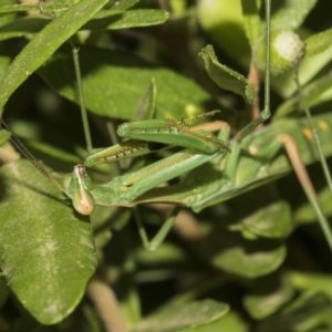 Pseudomantis albofimbriata at Higgins, ACT - 15 Feb 2019 08:26 AM