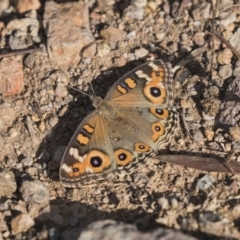 Junonia villida (Meadow Argus) at Latham, ACT - 15 Feb 2019 by AlisonMilton