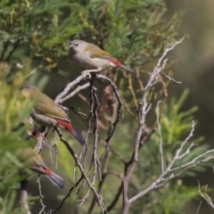 Neochmia temporalis (Red-browed Finch) at Umbagong District Park - 14 Feb 2019 by Alison Milton