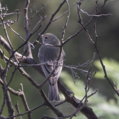 Pachycephala rufiventris (Rufous Whistler) at Latham, ACT - 15 Feb 2019 by AlisonMilton