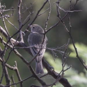 Pachycephala rufiventris at Latham, ACT - 15 Feb 2019