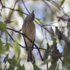 Pachycephala rufiventris at Latham, ACT - 15 Feb 2019