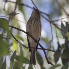 Pachycephala rufiventris at Latham, ACT - 15 Feb 2019