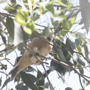 Pachycephala rufiventris at Latham, ACT - 15 Feb 2019