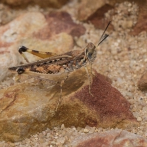 Urnisa guttulosa at Hackett, ACT - 8 Feb 2019