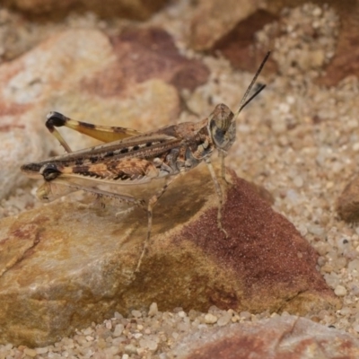 Urnisa guttulosa (Common Urnisa) at Hackett, ACT - 8 Feb 2019 by Alison Milton