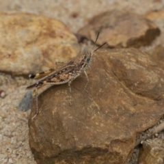 Urnisa guttulosa at Hackett, ACT - 8 Feb 2019 12:40 PM