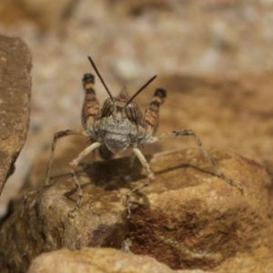 Urnisa guttulosa at Hackett, ACT - 8 Feb 2019