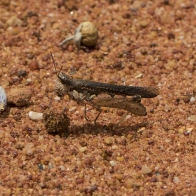 Pycnostictus seriatus (Common Bandwing) at ANBG - 8 Feb 2019 by AlisonMilton