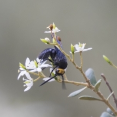 Scolia (Discolia) verticalis (Yellow-headed hairy flower wasp) at Hawker, ACT - 23 Jan 2019 by Alison Milton