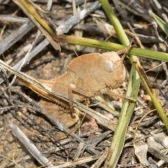 Goniaea australasiae (Gumleaf grasshopper) at The Pinnacle - 13 Feb 2019 by Alison Milton