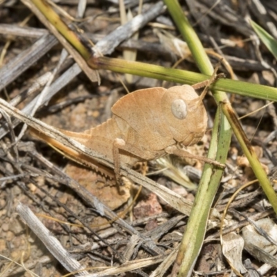 Goniaea australasiae (Gumleaf grasshopper) at Dunlop, ACT - 13 Feb 2019 by AlisonMilton