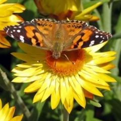 Vanessa kershawi (Australian Painted Lady) at ANBG - 15 Feb 2019 by RodDeb