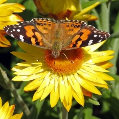 Vanessa kershawi (Australian Painted Lady) at ANBG - 15 Feb 2019 by RodDeb