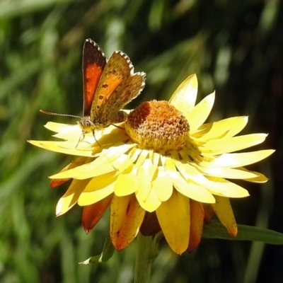 Lucia limbaria (Chequered Copper) at ANBG - 15 Feb 2019 by RodDeb