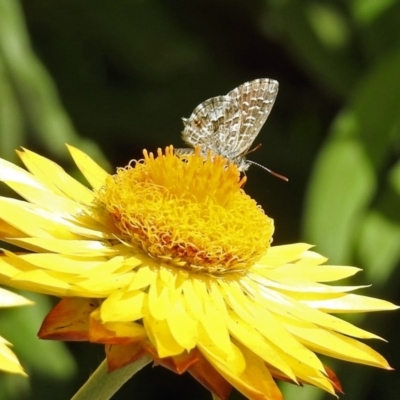 Theclinesthes serpentata (Saltbush Blue) at ANBG - 14 Feb 2019 by RodDeb