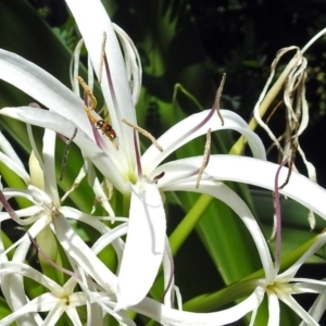 Dicranolaius bellulus at Acton, ACT - 15 Feb 2019