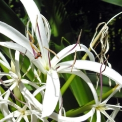 Dicranolaius bellulus at Acton, ACT - 15 Feb 2019