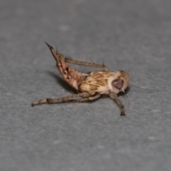 Cicadellidae (family) (Unidentified leafhopper) at The Pinnacle - 13 Feb 2019 by AlisonMilton