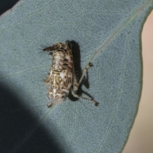 Cicadellidae (family) at Dunlop, ACT - 13 Feb 2019