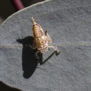 Cicadellidae (family) at Dunlop, ACT - 13 Feb 2019