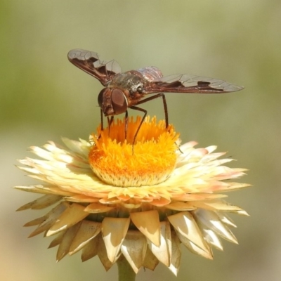 Balaana sp. (genus) (Bee Fly) at ANBG - 15 Feb 2019 by RodDeb