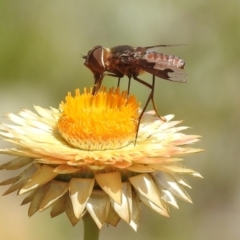 Balaana sp. (genus) at Acton, ACT - 15 Feb 2019