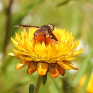 Balaana sp. (genus) at Acton, ACT - 15 Feb 2019