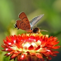 Jalmenus ictinus (Stencilled Hairstreak) at Acton, ACT - 15 Feb 2019 by RodDeb