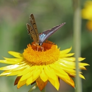 Jalmenus ictinus at Acton, ACT - 15 Feb 2019 10:36 AM