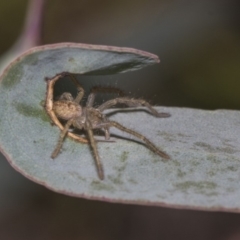 Sparassidae sp. (family) (A Huntsman Spider) at Dunlop, ACT - 13 Feb 2019 by Alison Milton