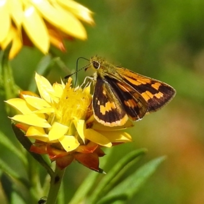 Ocybadistes walkeri (Green Grass-dart) at Acton, ACT - 15 Feb 2019 by RodDeb