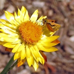 Ocybadistes walkeri at Acton, ACT - 15 Feb 2019 10:32 AM